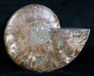 Beautiful Split Ammonite (Half) #5654-1